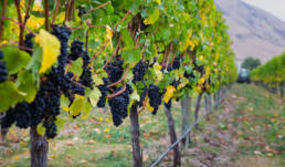 Te Henga Wines Our Wine Regions header